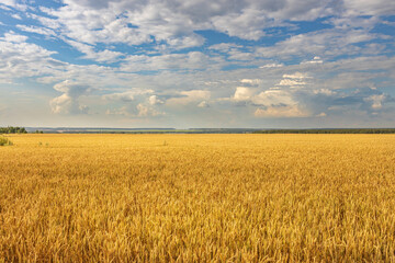A field of golden wheat with a clear blue sky in the background