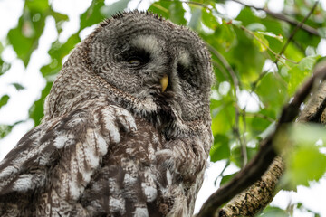 Owl sitting in a tree