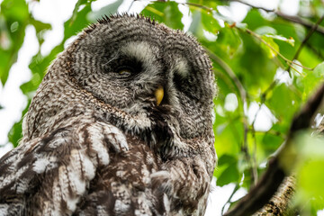 Owl sitting in a tree