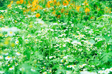 Flowers in the Garden