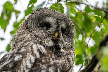 Owl sitting in a tree