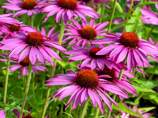 Purple coneflower Echinacea purpurea in a garden