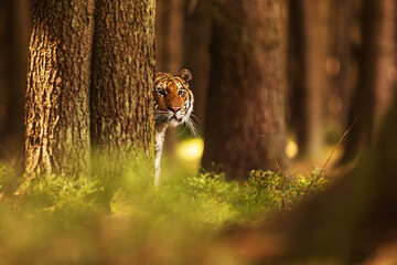 Siberian tiger (Panthera tigris tigris) is hidden behind a spruce tree with only his head showing