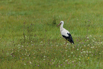 The white stork (Ciconia ciconia) walks in the grass looking for prey