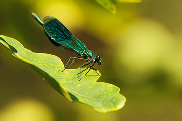 banded demoiselle (Calopteryx splendens ) on an oak leaf