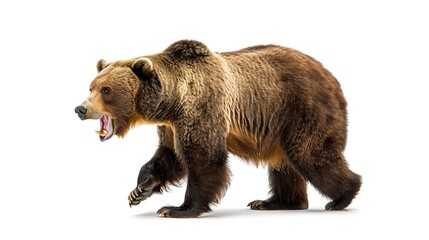 Fototapeta premium A brown bear roaring while walking against a white background