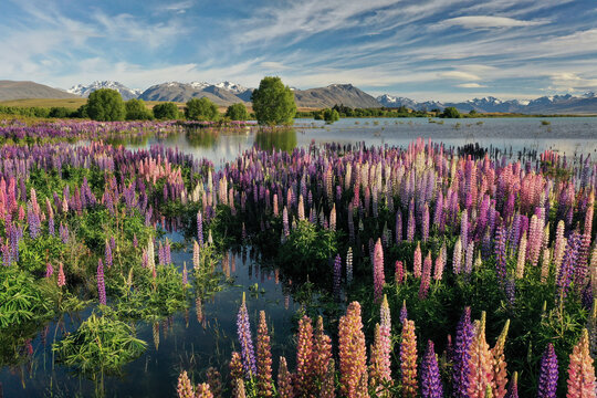 Lupin Flowers near Lake Tekapo, New Zealand