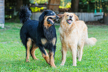 male black and gold Hovie dog hovawart with golden female have beautiful portrait