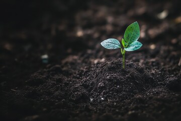 Sustainability - one little green plant growing out of the soil