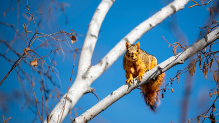 Squirrel on a Branch