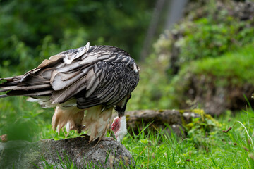 Bearded Vulture on the ground to eat