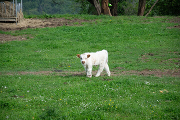 white goat on the grass