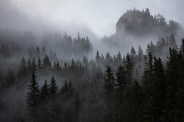 Tiefstehende Wolken in den Wäldern in der Steiermark