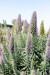 echium fastuosum flower Pride-of-Madeira