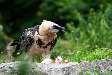 Bearded Vulture on the ground to eat