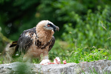 Bearded Vulture on the ground to eat