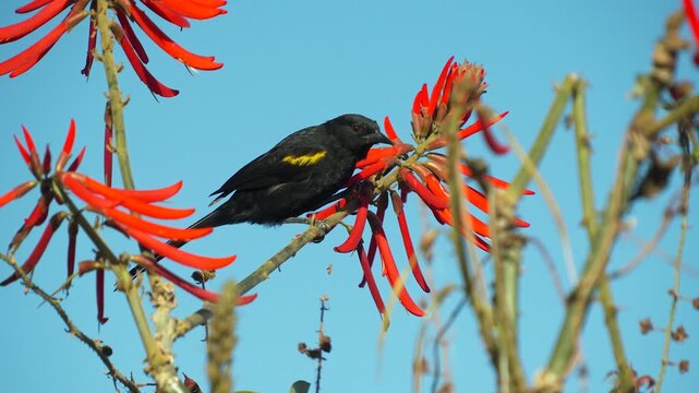 P&aacute;ssarinho Sargento se alimenta em flores vermelhas em um belo c&eacute;u azul