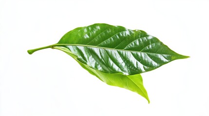 Fresh Green Leaves on White Background