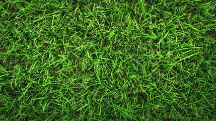 Green Grass Texture