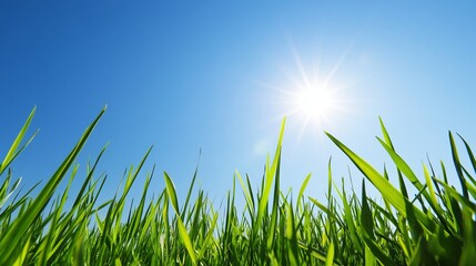 Obraz premium Lush Green Grass Under Bright Sky