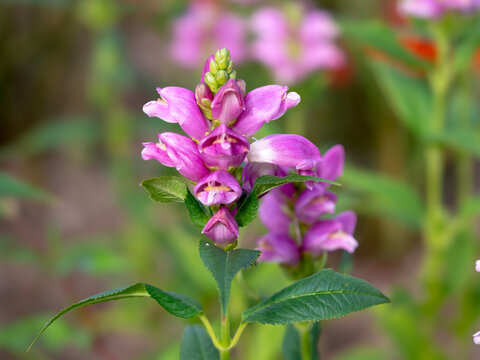 Twisted shell flower, Chelone obliqua, in a summer garden