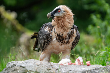 Bearded Vulture on the ground to eat