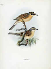 SEATTLE - JUL 14, 2024 - Two birds perching on branch with green leaves illustration