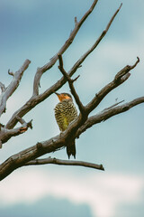 bird on tree patagonia