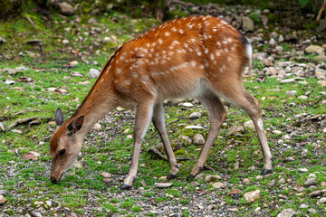 Wild Sika Deer 
