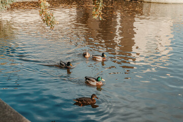 Ducks on the lake in the park. Park in the fall. Autumn trees. Wild ducks are reflected in the lake. Multi-colored bird feathers. A pond with wild ducks and drakes. A duck lake full of beautiful ducks