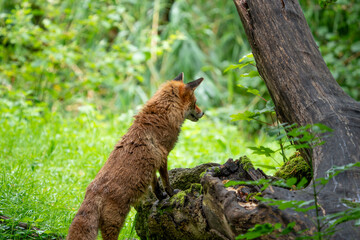 Wild fox hunting and playing in the forest during a warm summer day