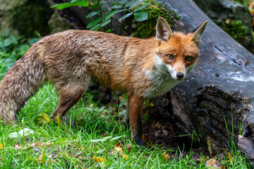Wild fox hunting and playing in the forest during a warm summer day