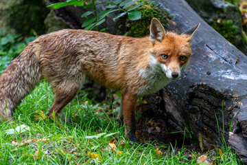 Wild fox hunting and playing in the forest during a warm summer day