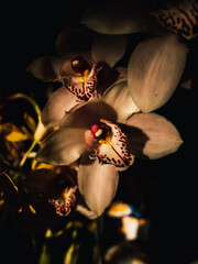 Closeup of an orchid flower