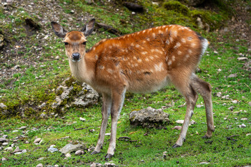 Wild Sika Deer 