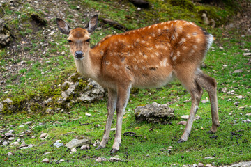 Wild Sika Deer 