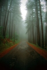 Obraz premium Woods Between Cortona and Portole