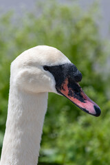 Head shot of a mute swan (cygnus olor)