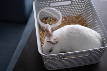 A domestic white rabbit with gray ears in a home environment