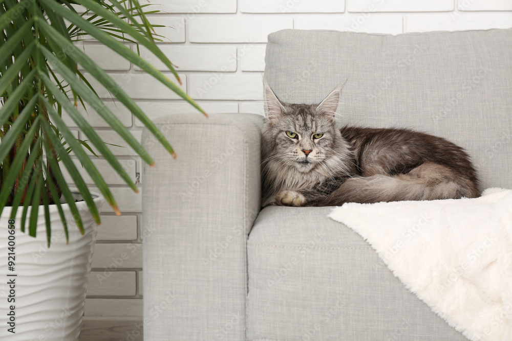 Poster maine coon cat on sofa in living room