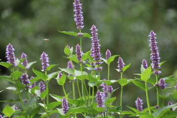 Agastache rugosa, korean mint in garden. Close up.
