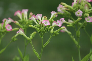 Common tobacco, Nicotiana tabacum. Inflorescence of tobacco flowers.
