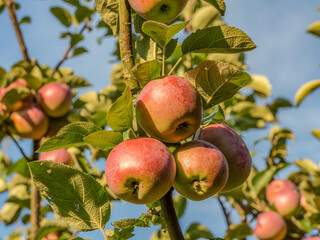 Ripe red apples ripening on the tree