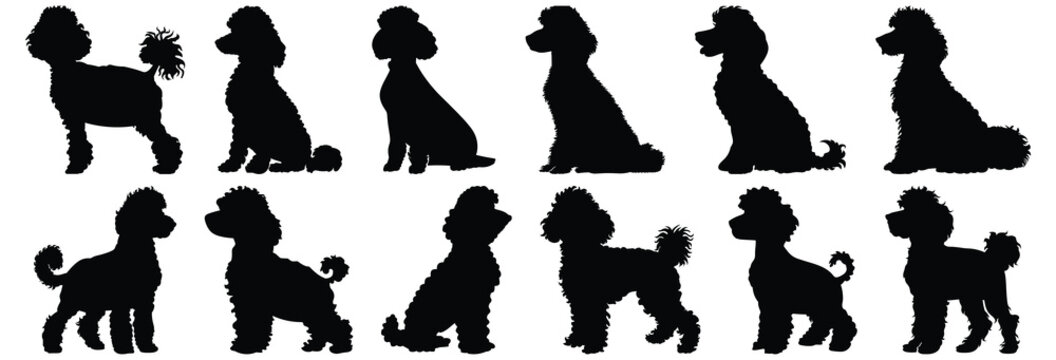 Poodle silhouettes set, dog pack of vector silhouette design, isolated background
