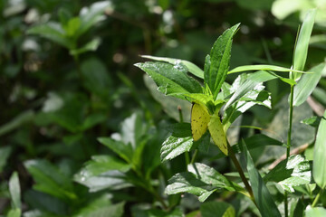 A pair of one spot grass yellow butterflies mating on the underside of a leaf