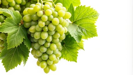 Obraz premium Fresh green grapes on vine with lush leaves on sunny day, isolated on white background with copy space for text , Grapes