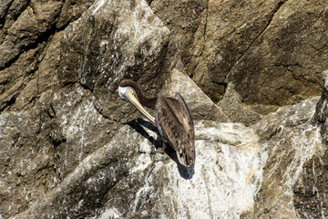 Brown Pelican on a cliff side at Point Lobos, Carmel, California.