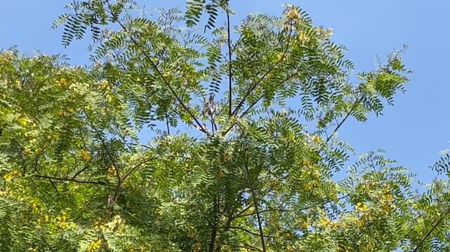 Yellow jacaranda tipu tree moving in the wind