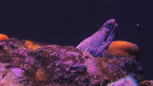 Fish swim in a large clean aquarium with moray eels. Underwater world
