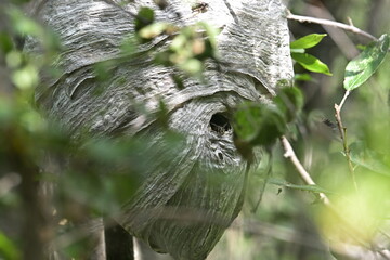 Beehive